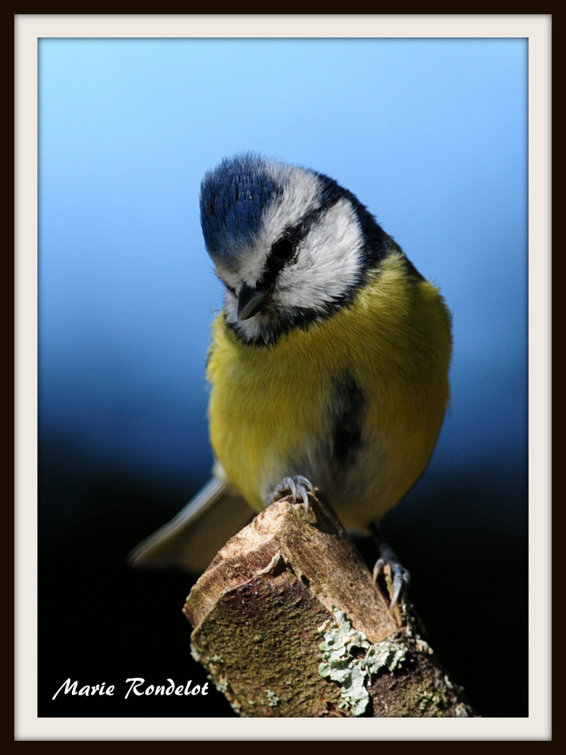 Mésange bleue