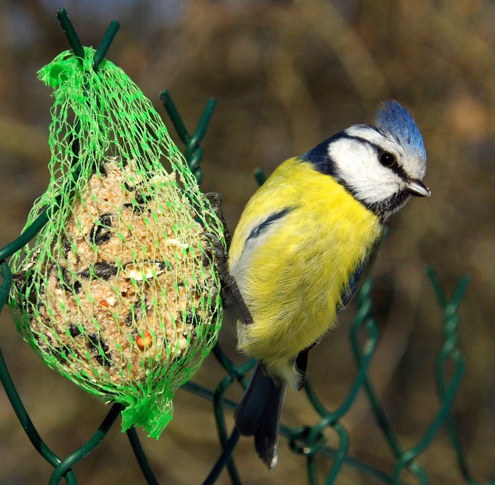 Mésange Bleue