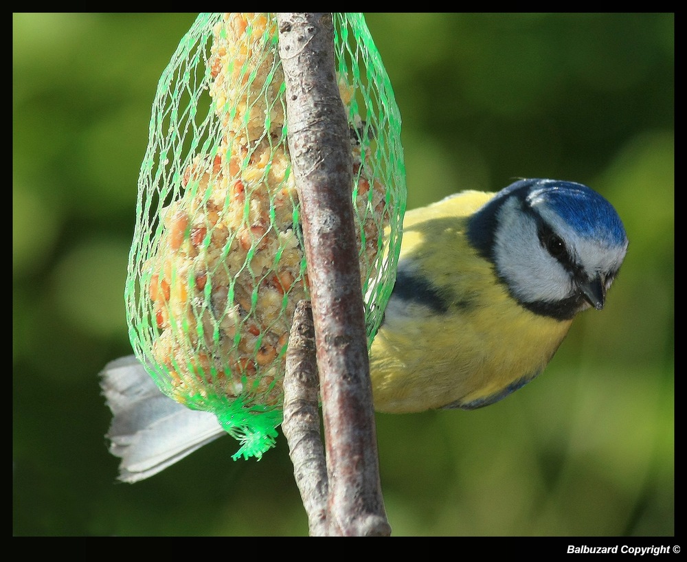 " Mésange bleue 2 "