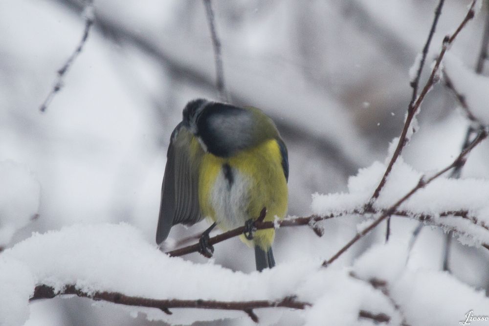 mésange bleue 2