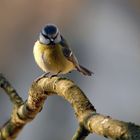 Mésange bleue (2)