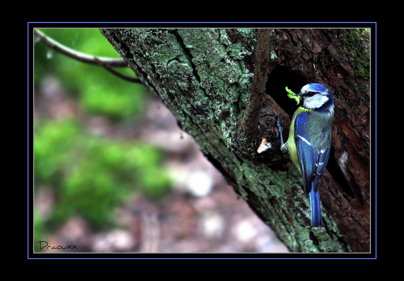 Mésange bleue 2