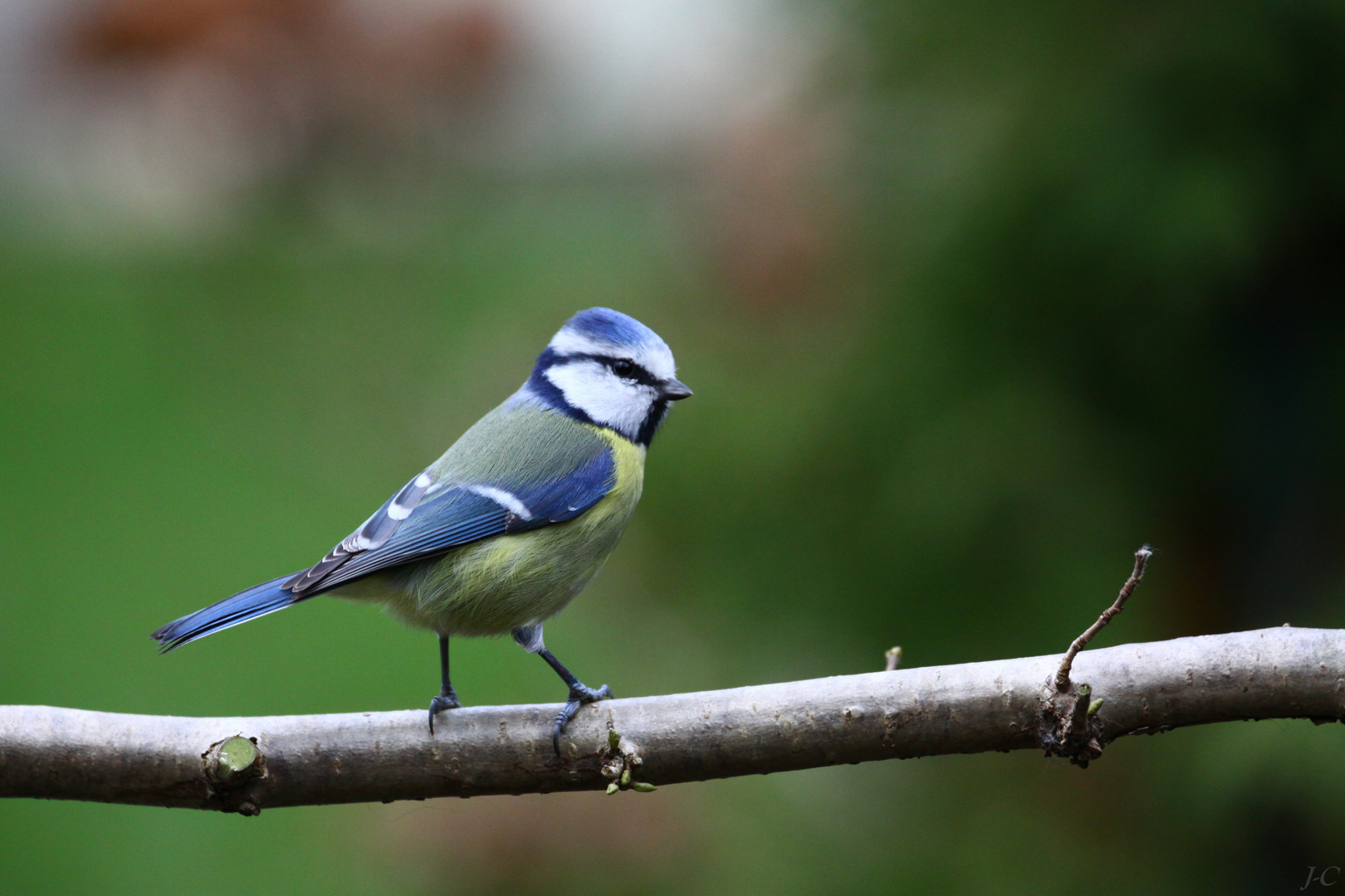 " Mésange bleue "