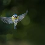 Mésange bleue