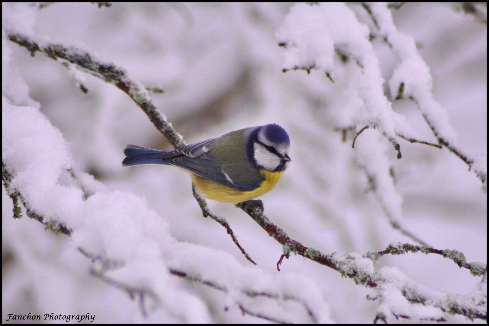 Mésange Bleue