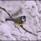 Mésange Bleue