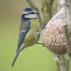 mésange bleue