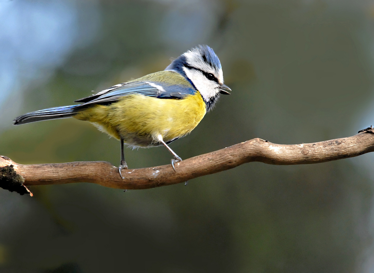 Mésange bleue