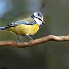 Mésange bleue