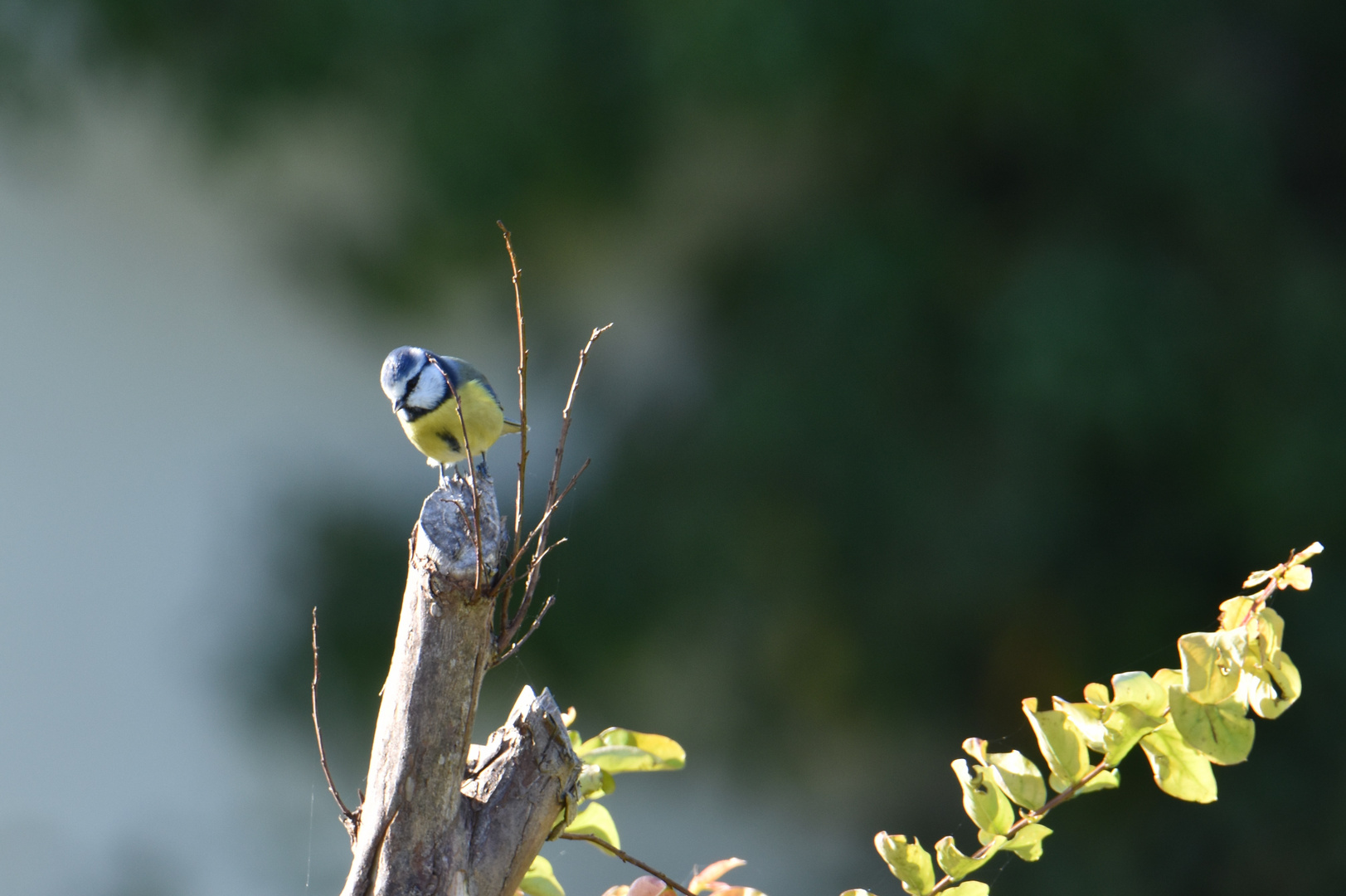 Mésange bleue