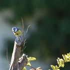 Mésange bleue