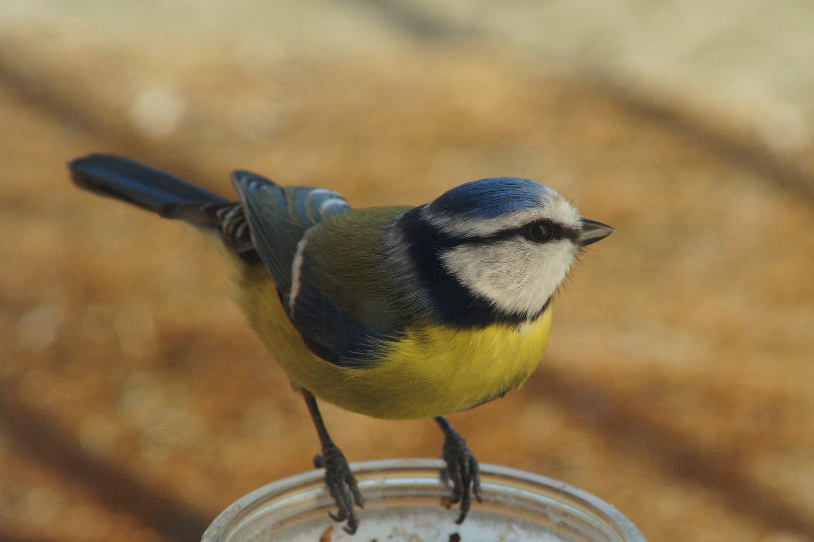 mésange bleue