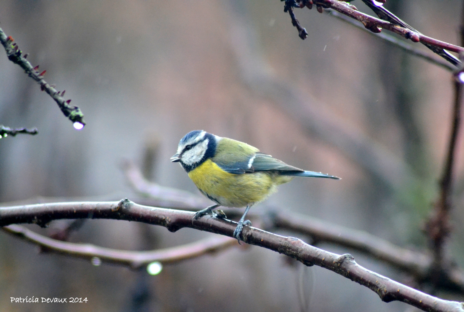 mésange bleue