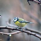 mésange bleue