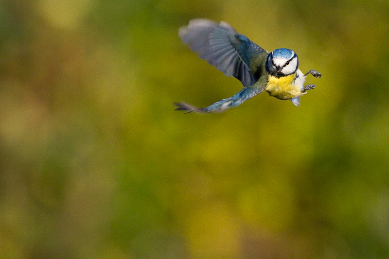 mésange Bleue