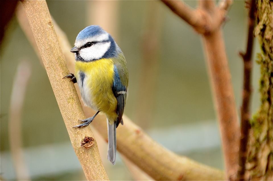 Mésange bleue