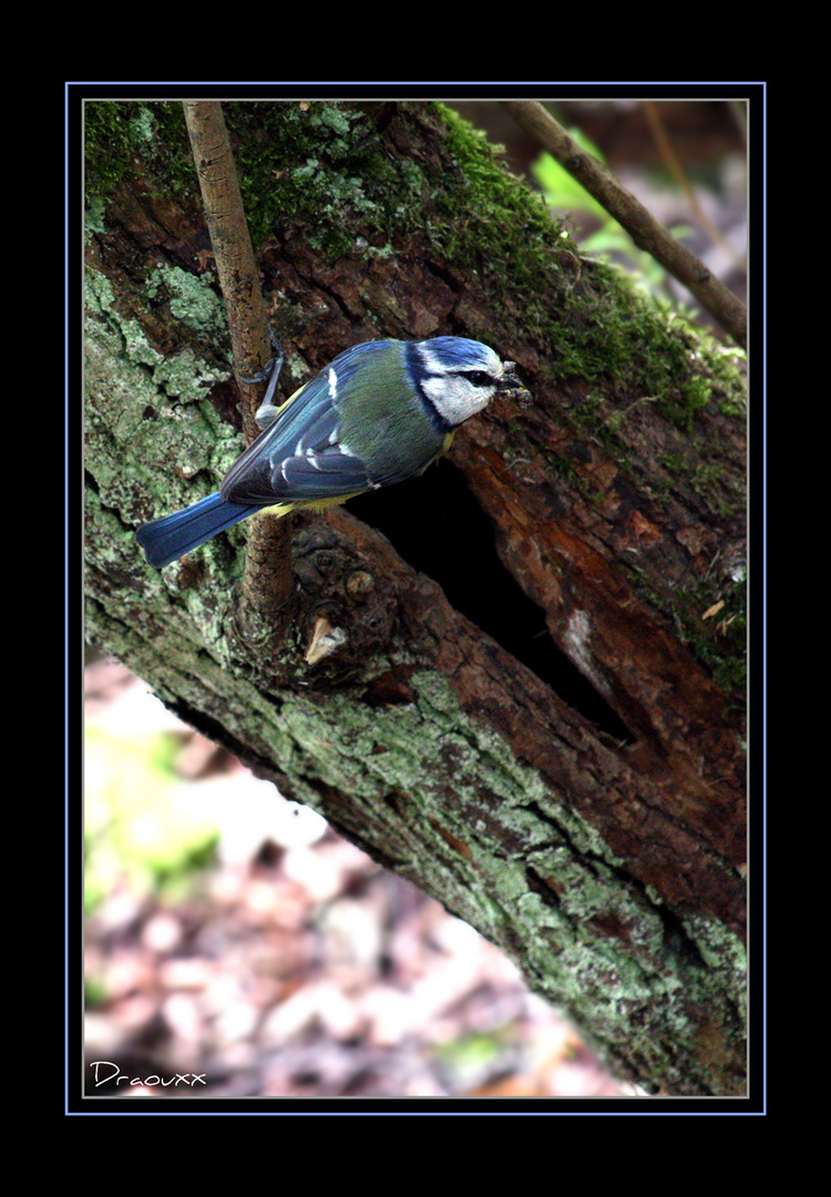 Mésange bleue 3