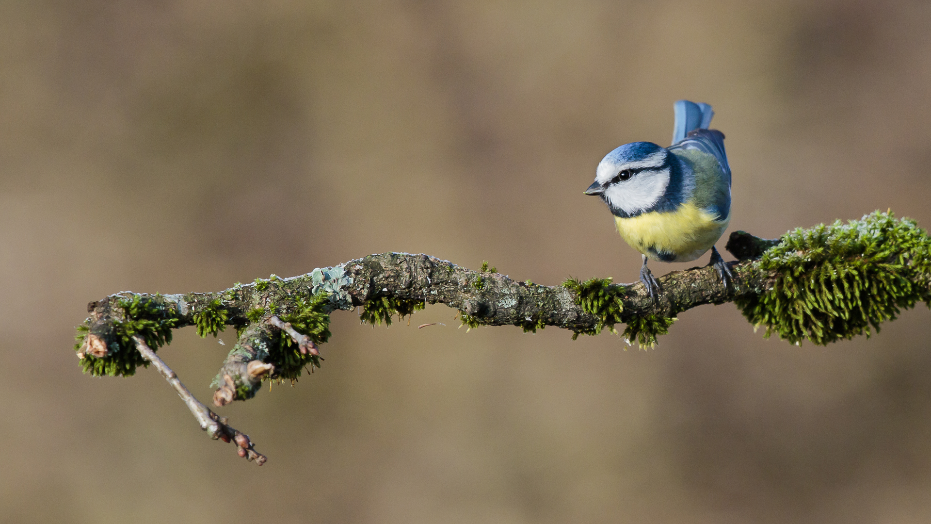 Mésange bleue,