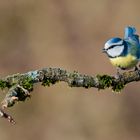 Mésange bleue,