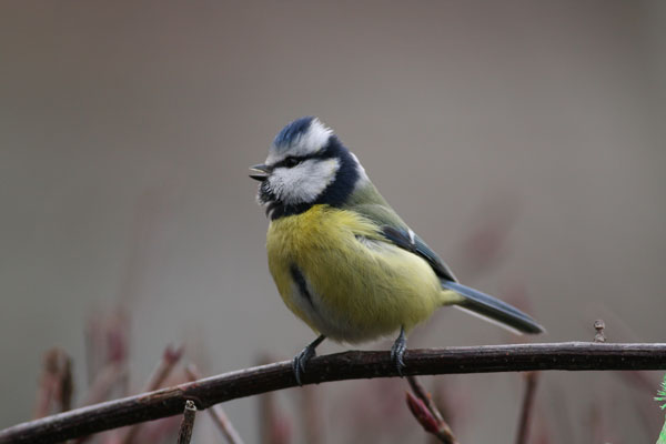 Mésange Bleue