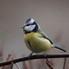 Mésange Bleue