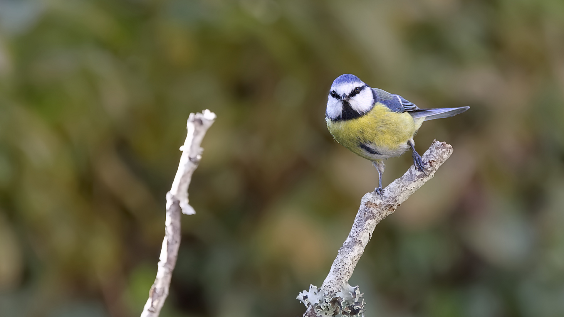 Mésange bleue