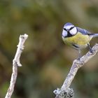 Mésange bleue