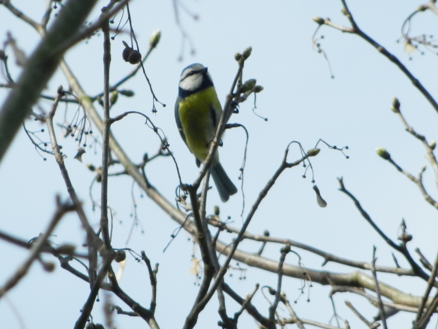 Mésange bleue