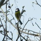 Mésange bleue