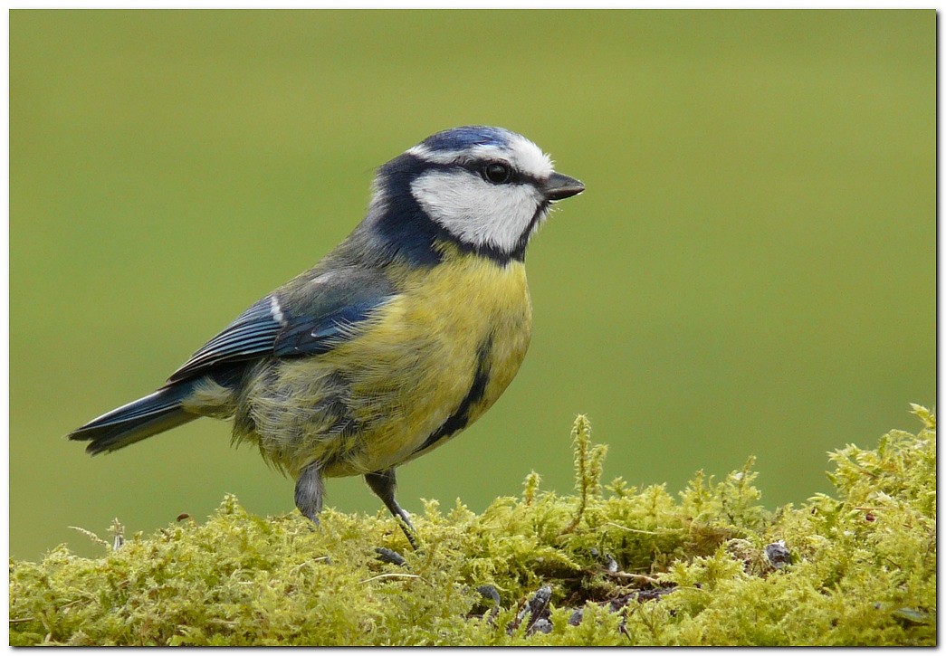 Mésange bleue