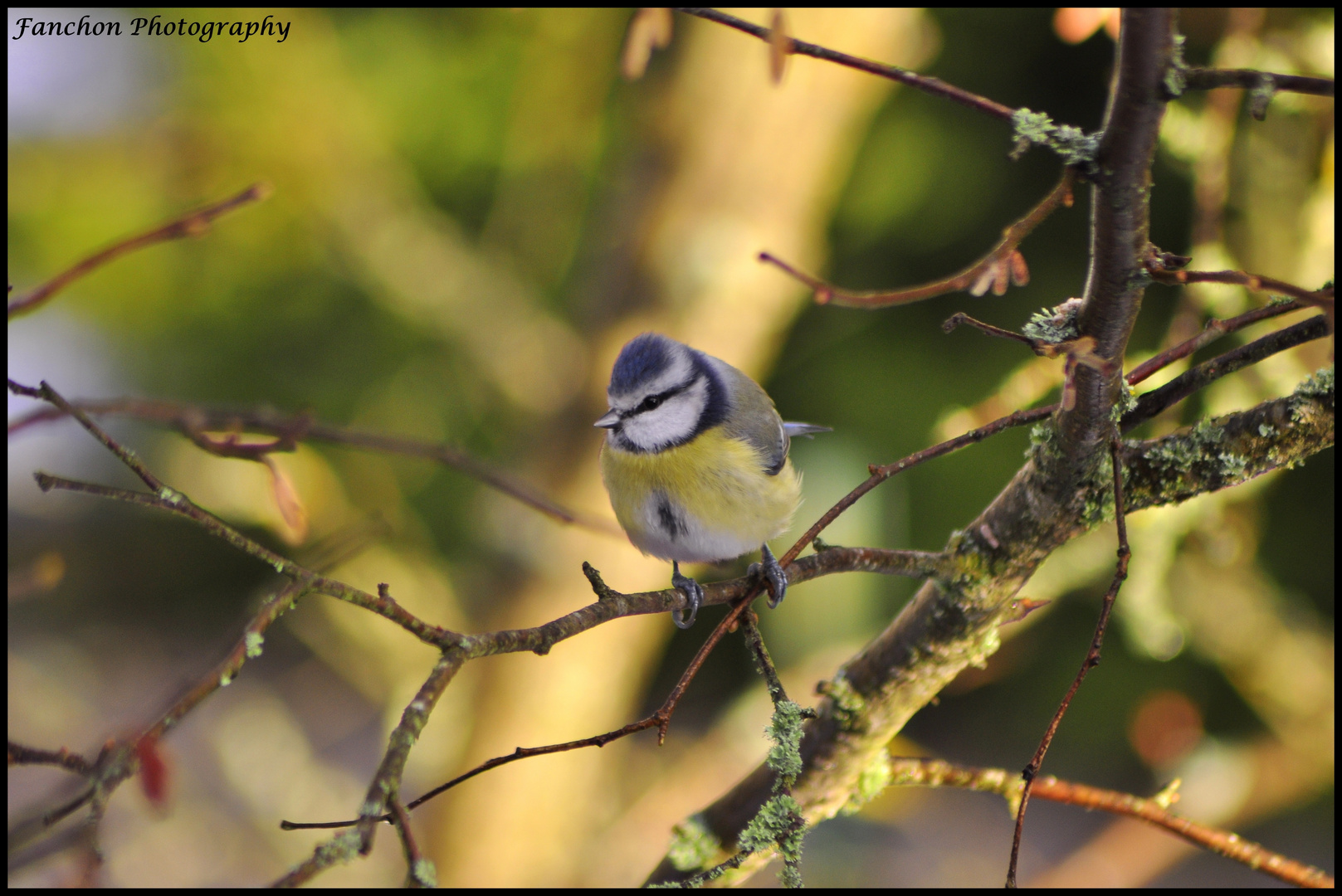 Mésange bleue