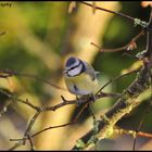 Mésange bleue