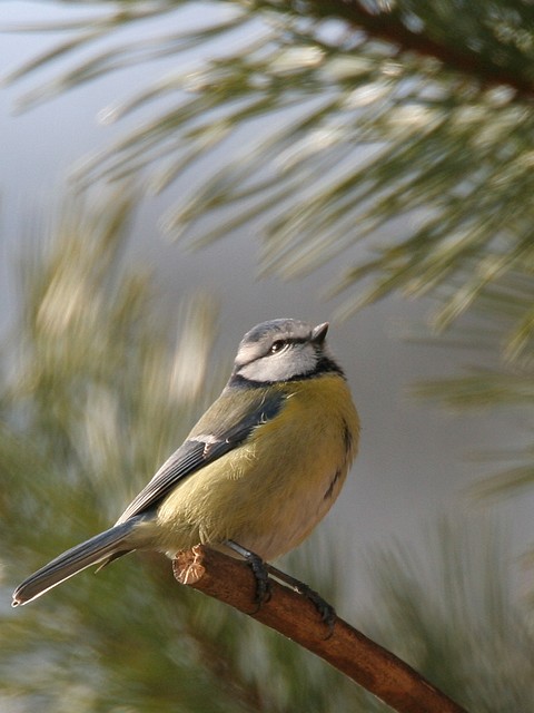 Mésange bleue