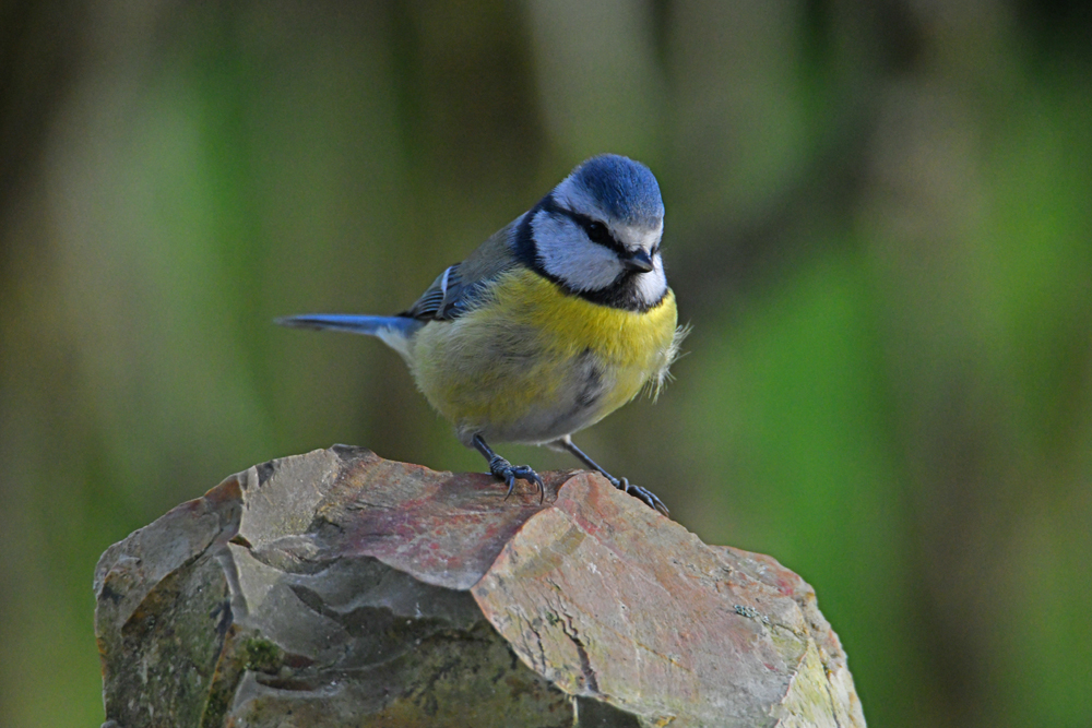 Mésange bleue