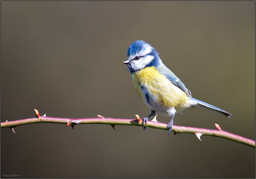 + Mésange bleue +