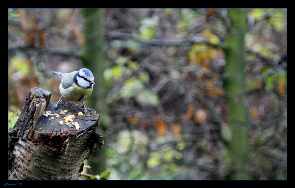 Mésange bleue.