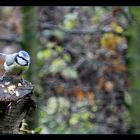 Mésange bleue.