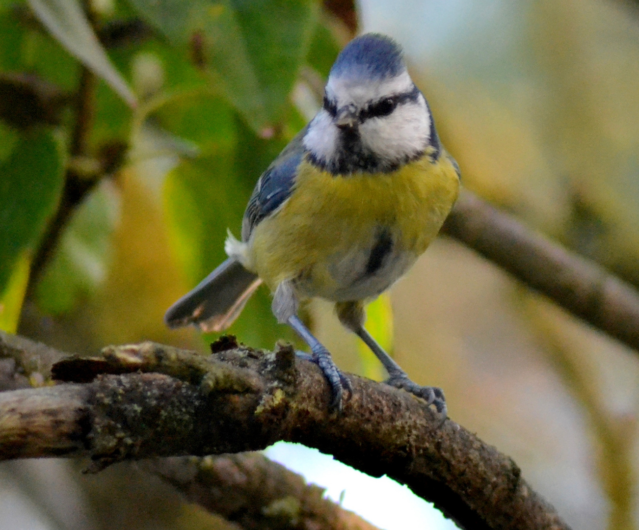 mésange bleue