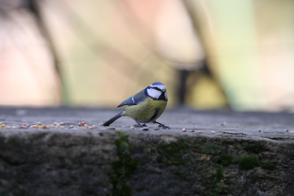 Mésange Bleue