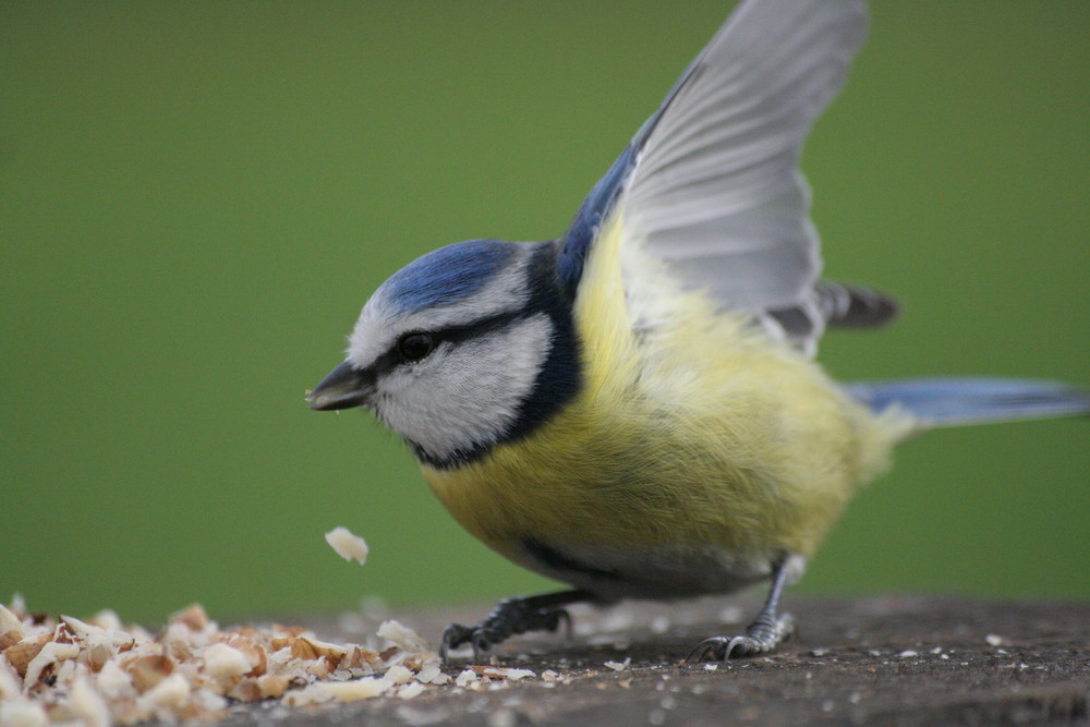 mésange bleue