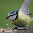 mésange bleue