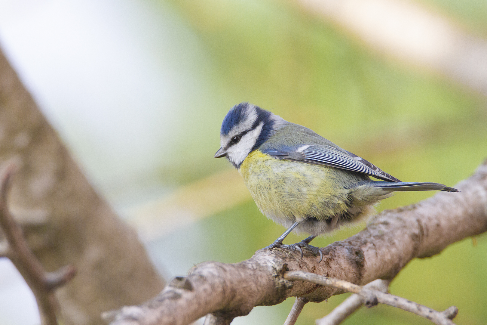 mésange bleue