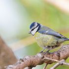 mésange bleue