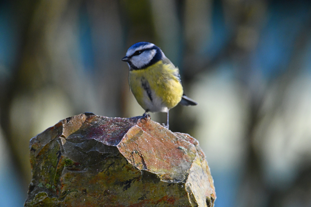 Mésange bleue