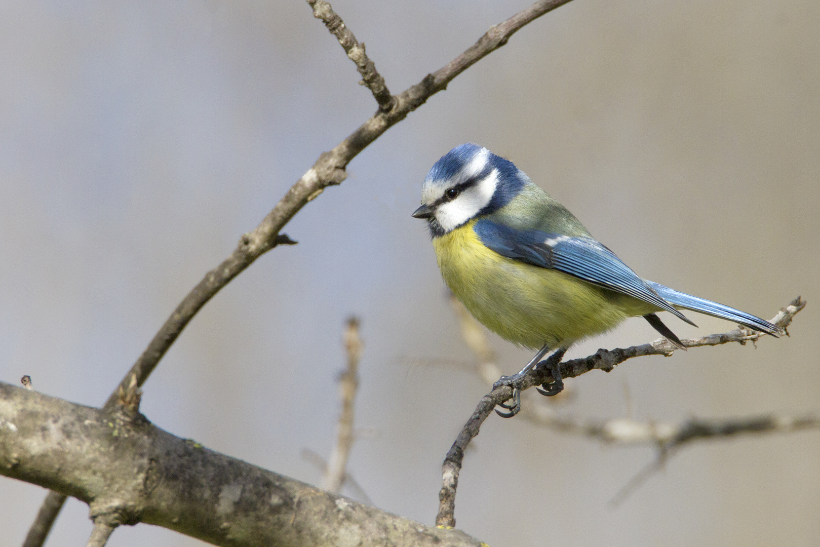 Mésange bleue