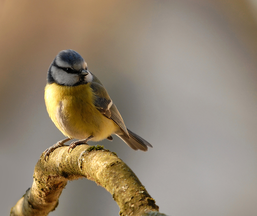 Mésange bleue