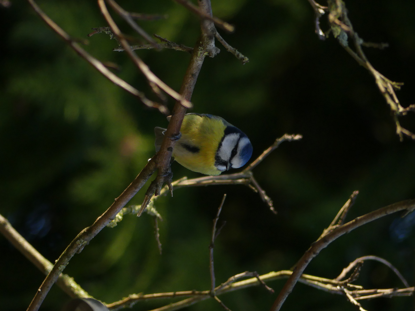 Mésange bleue