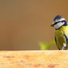 Mésange Bleue