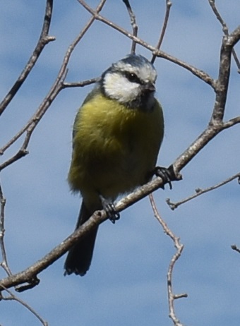 Mésange Bleue