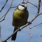 Mésange Bleue